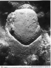 Historisches Foto von Ammopylocheles mclaughlinae (Van Bakel et al., 2008) (NHMW-AFW-GEO-BACHMAYER-FOTO-1990-0041-3811)